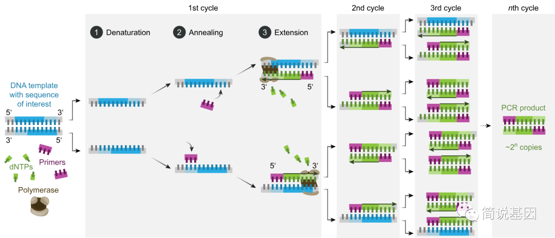 PCR扩增的机器叫做聚合酶链式反应仪（Polymerase Chain Reaction Machine）。这是一种用于分子生物学研究的设备，通过特定的化学反应来扩增DNA片段。下面我们将详细介绍PCR扩增机器的相关知识。