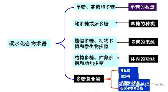 碳水化合物结合模块是什么