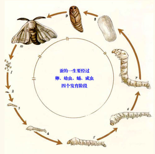 蚕茧加工成丝，传统工艺与现代技术的完美结合,精细设计策略_YE版38.18.61