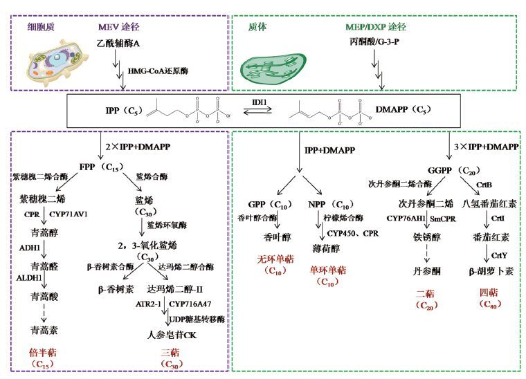 偶氮化合物的合成方法及应用,专业解析评估_suite36.135