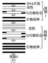 工艺类制品与PCR扩增仪操作步骤的不同之处,精细设计策略_YE版38.18.61